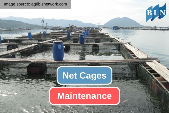 10 Things to Noticed in Net Cage Maintenance